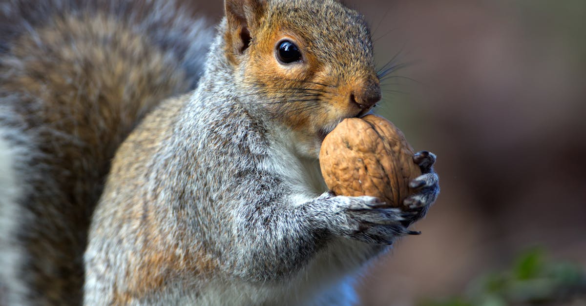 Organizational Behavior 1